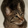 nabout's picture